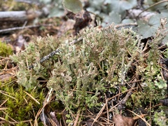 Cladonia phyllophora