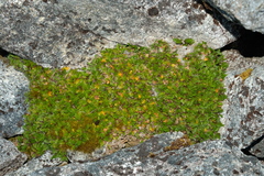Anisotome imbricata prostrata