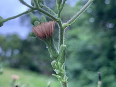 Lactuca formosana