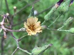 Lactuca formosana