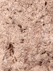 Pheidole obtusospinosa