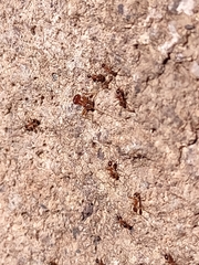 Pheidole obtusospinosa
