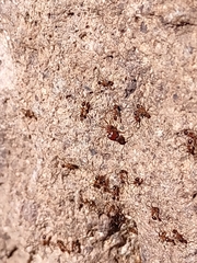 Pheidole obtusospinosa