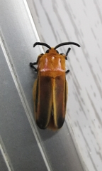 Endobrachys revocans