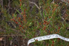 Dodonaea ceratocarpa