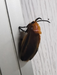 Endobrachys revocans