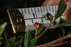 Dodonaea ceratocarpa