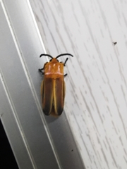 Endobrachys revocans