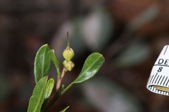 Dodonaea ceratocarpa