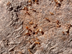 Pheidole hyatti