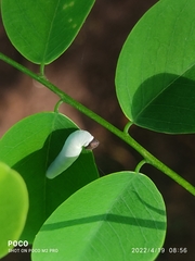 Gerosis bhagava