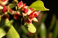 Dodonaea ceratocarpa