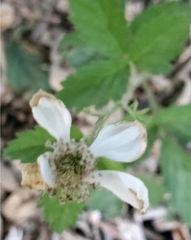 Rubus riograndis