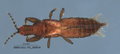 Tubulifera