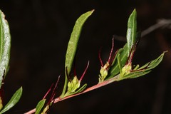 Dodonaea ceratocarpa