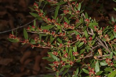 Dodonaea ceratocarpa