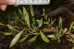 Dodonaea ceratocarpa