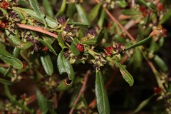 Dodonaea ceratocarpa