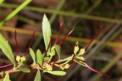 Dodonaea ceratocarpa