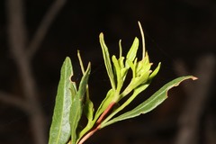 Dodonaea ceratocarpa