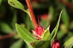 Dodonaea ceratocarpa