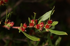 Dodonaea ceratocarpa