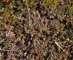 Montitega dealbata