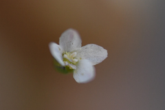 Hesperolinon micranthum