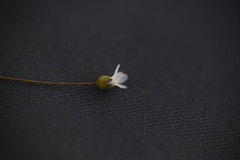 Hesperolinon micranthum