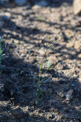 Hesperolinon micranthum