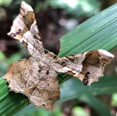 Krananda oliveomarginata