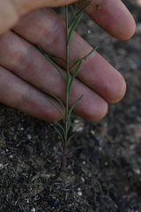 Hesperolinon micranthum