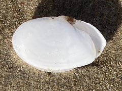 Rexithaerus secta