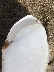 Rexithaerus secta