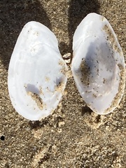Rexithaerus secta