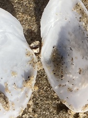 Rexithaerus secta