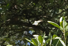 Elodina