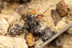 Iridomyrmex rubriceps