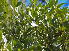 Elodina