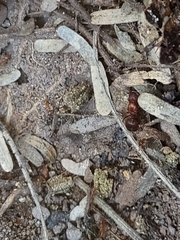 Pheidole hyatti