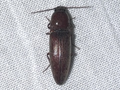 Melanotus morosus