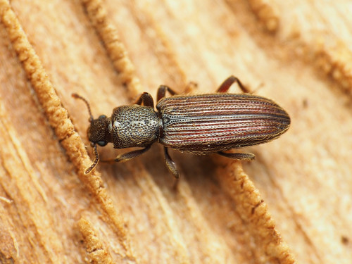 Cryptic Dry Bark Beetle