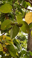 Sterculia ceramica