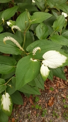 Saururus chinensis