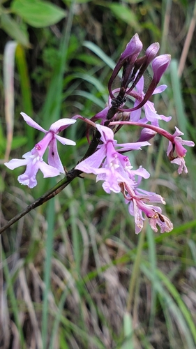 Image of Epidendrum blepharistes by (c) Asia Ruby Fuoco, some rights reserved (CC BY)