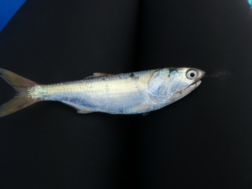 Anchovy (Cetengraulis mysticetus) — Engraulidae — 5