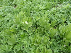 Veratrum californicum
