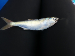 Cetengraulis mysticetus