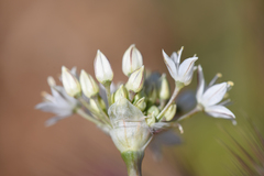 Allium marvinii