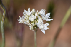 Allium marvinii
